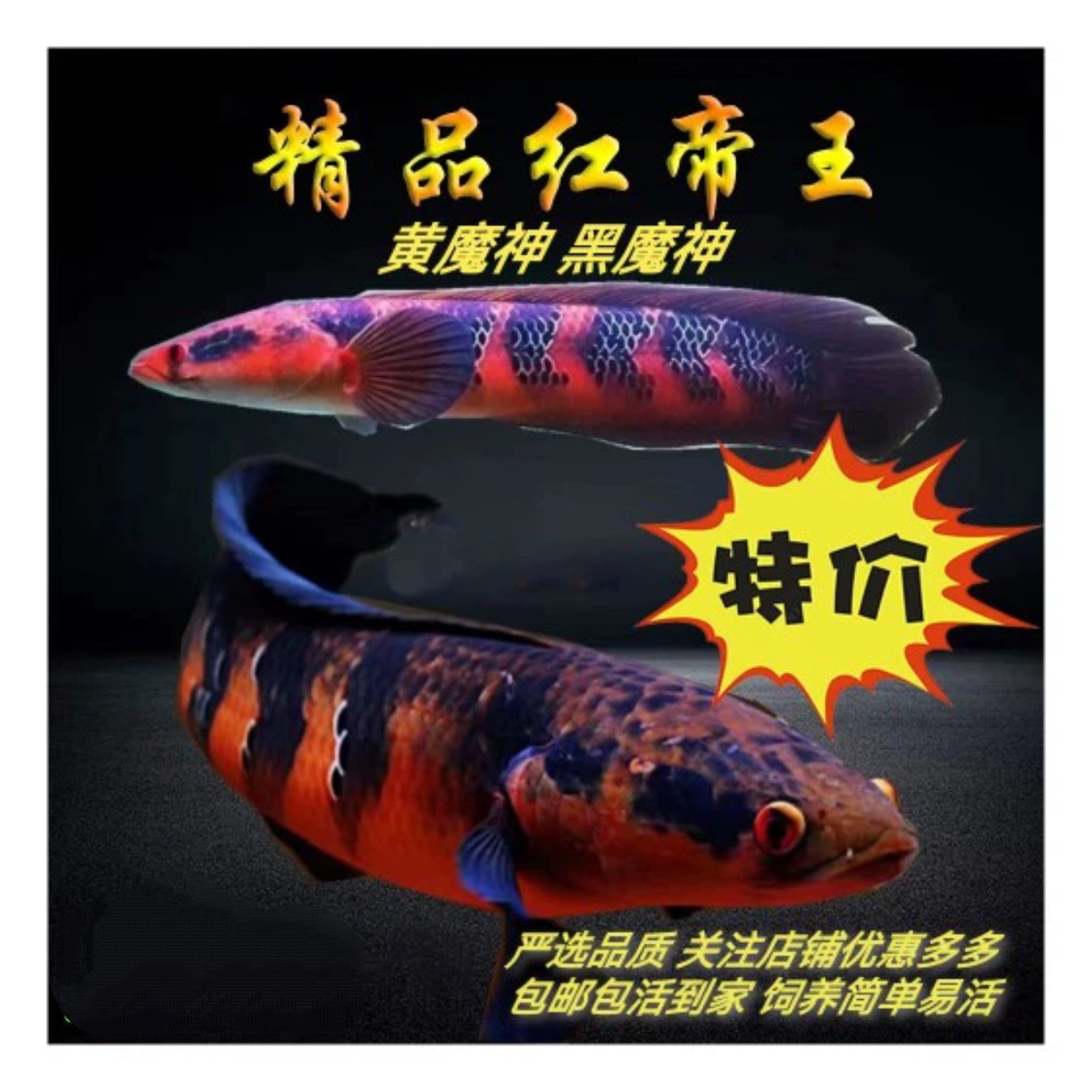 红魔神中加仙塔兰姆红帝王黄婆罗印尼黄黑魔神热带淡水凶猛大型鱼