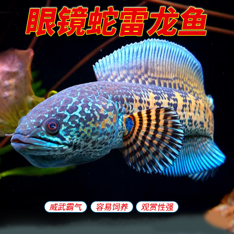 黄金眼镜蛇雷龙蛇头鱼凶猛中大型观赏鱼类食肉易饲养 印度进口