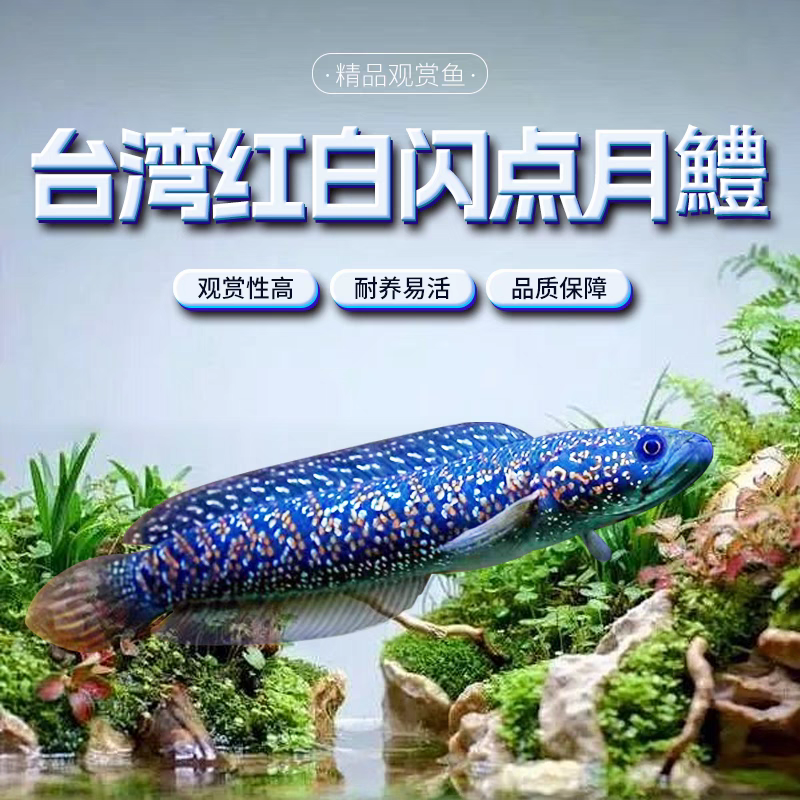 进口台湾红白闪点雷龙鱼耐养热带鱼淡水鱼活体凶猛观赏鱼红月鱧