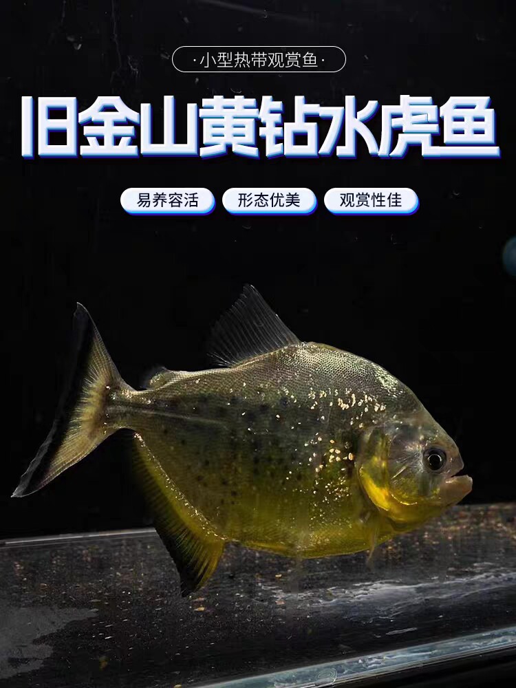 秘鲁肉食性观赏鱼旧金山黄砖水虎