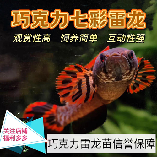 进口七彩巧克力雷龙鱼热带观赏鱼