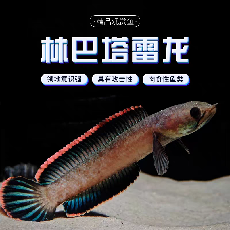 彩虹南鳢林巴塔观赏鱼冷水鱼红尾龙鱼凶猛七彩雷龙淡水活体雷龙鱼