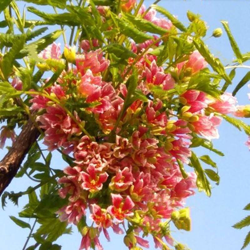 别阳文型地花卉庭墅花栽院寒耐季树苗果风栽四花树景台香盆开冠浓