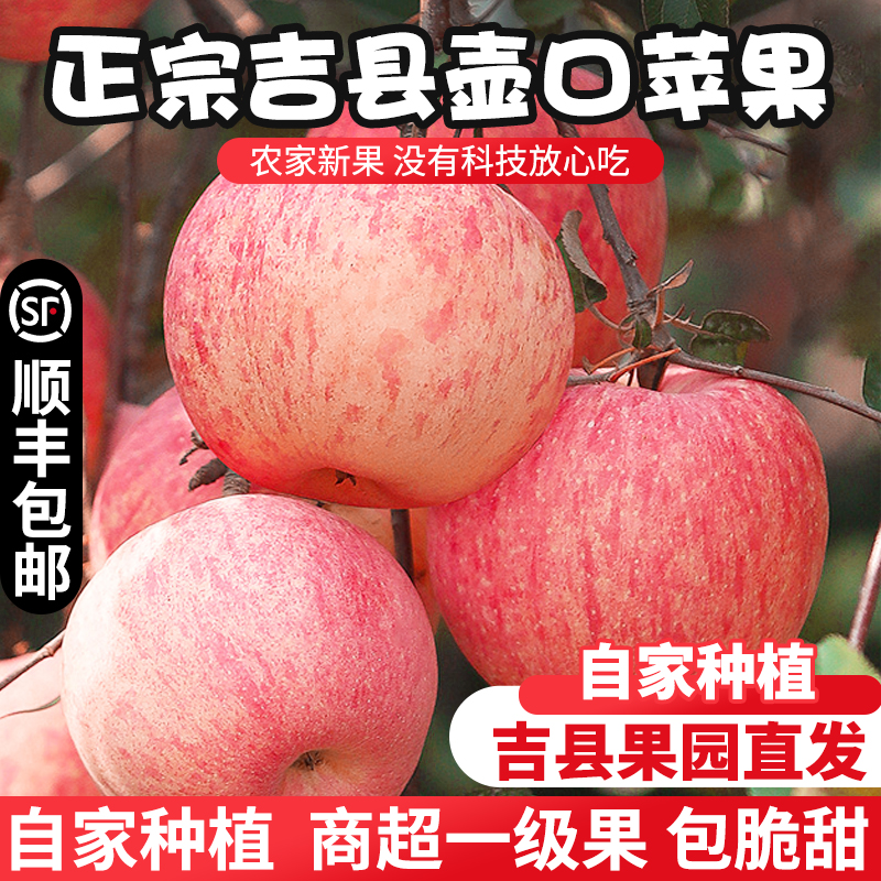 正宗吉县苹果农家自种直发包脆甜
