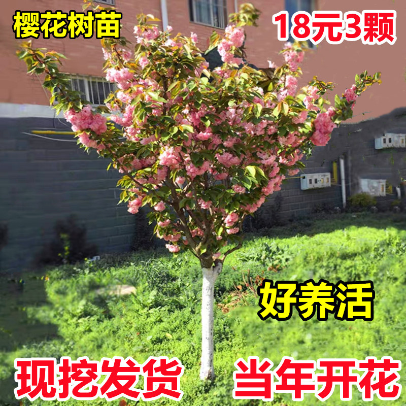 日本樱花树苗庭院种植地栽别墅名贵四季风景园林耐寒绿化树苗盆栽