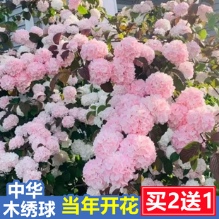 粉色中华木绣球树麻球大花斗球别墅庭院地栽木绣球花树苗盆栽耐寒