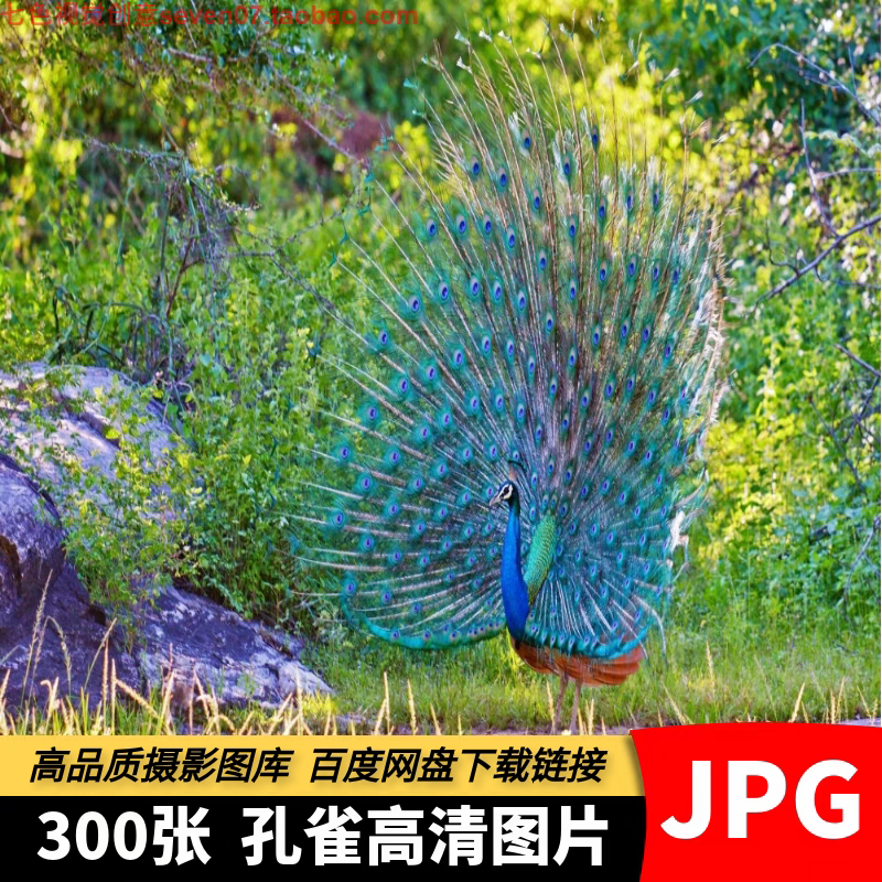 高清JPG素材孔雀图片白绿蓝色开屏野生鸟类动物特写设计摄影照片