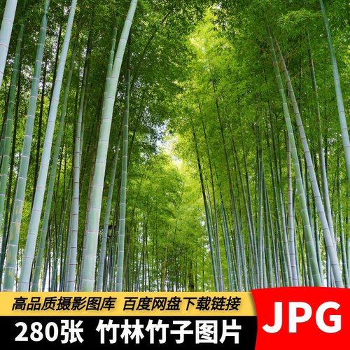 高清竹林竹子图片竹叶翠竹青竹密林绿色唯美背景自然风景摄影素材