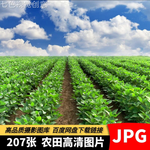 高清JPG素材农田图片乡村绿色蔬菜农作物农业田园自然风景摄影照