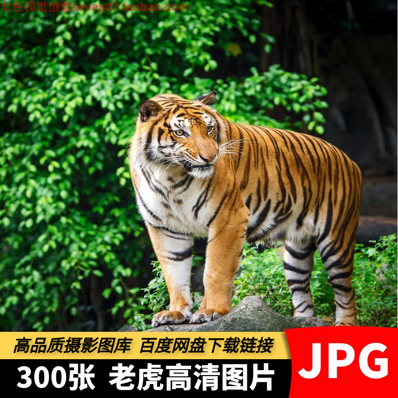 高清jpg素材老虎图片华南虎东北虎孟加拉虎森林之王动物摄影照片