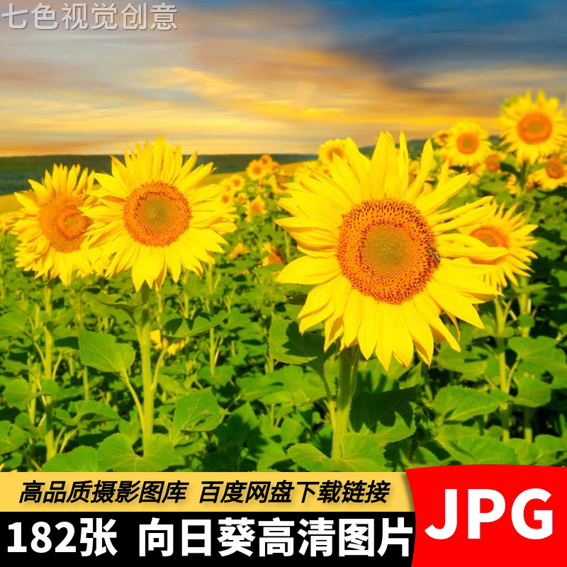高清摄影向日葵图片葵花太阳花美丽花朵植物美术绘画设计参考素材