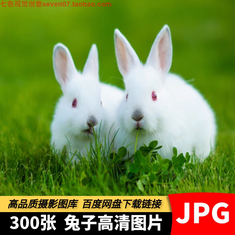 高清4K兔子图片野兔大白兔灰兔野生动物摄影绘画喷绘打印设计素材