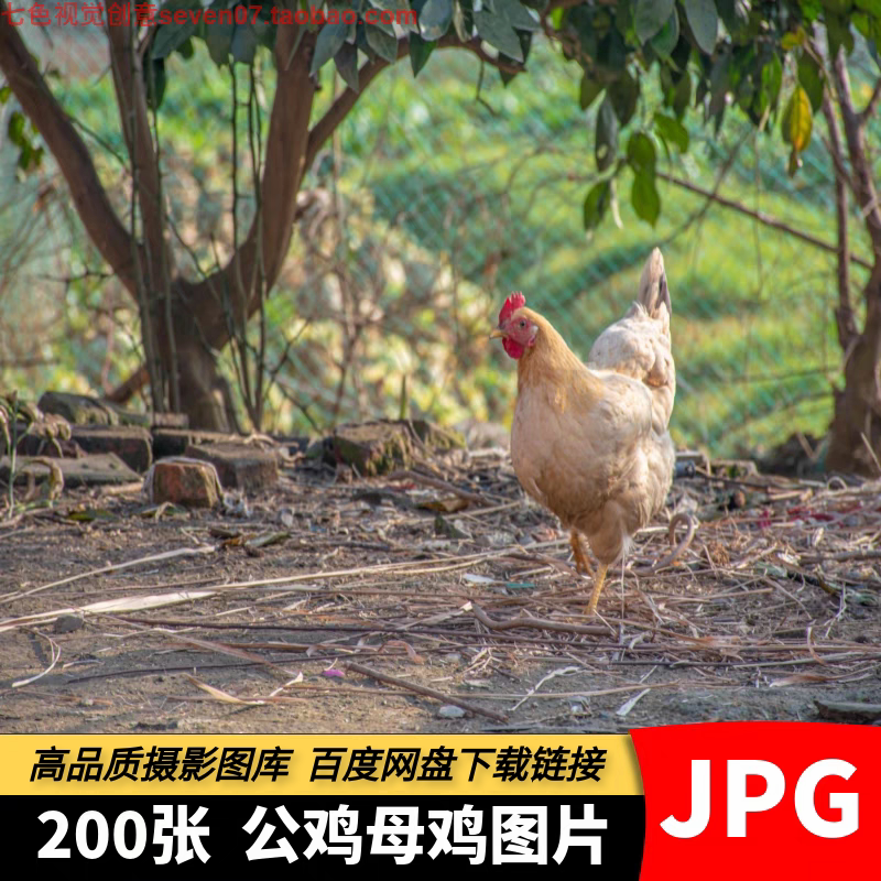 高清图片母鸡公鸡走地鸡家禽动物摄影特写养鸡场背景海报设计素材