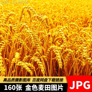 金色JPG金色麦田素材麦穗麦浪小麦水稻小麦田地农田丰收摄影图片