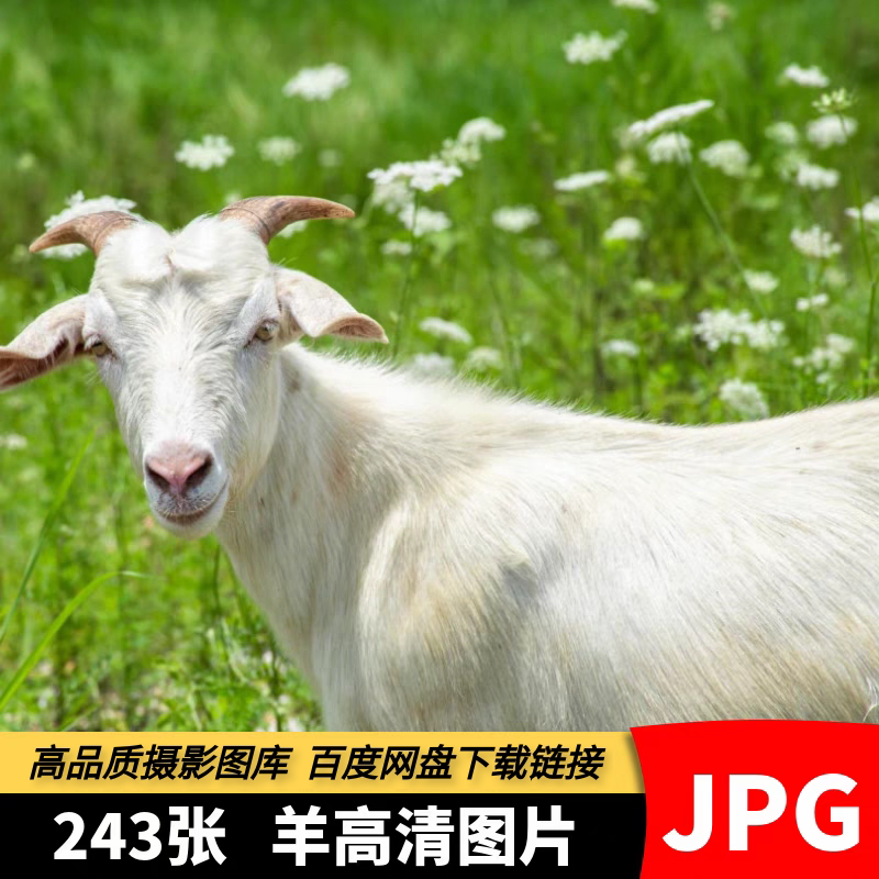 高清摄影图库羊图片山羊绵羊羔羊群动物特写绘画美术参考JPG素材