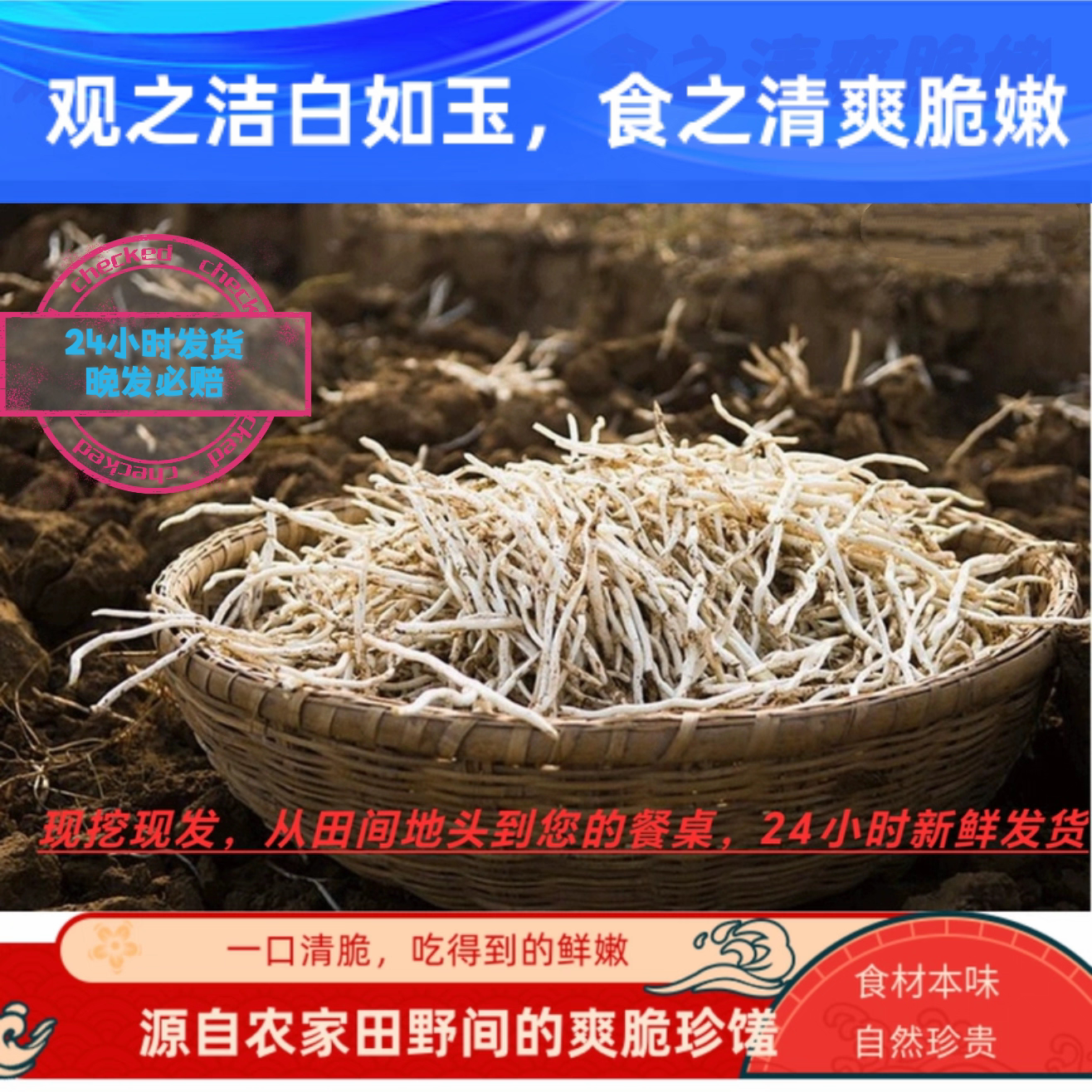 新鲜银条菜农家自种现挖现发 洁白如玉 口感脆嫩无纤维原味无添加