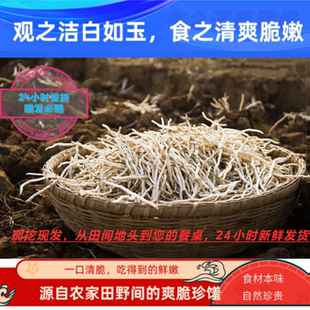 新鲜银条菜农家自种现挖现发 洁白如玉 口感脆嫩无纤维原味无添加