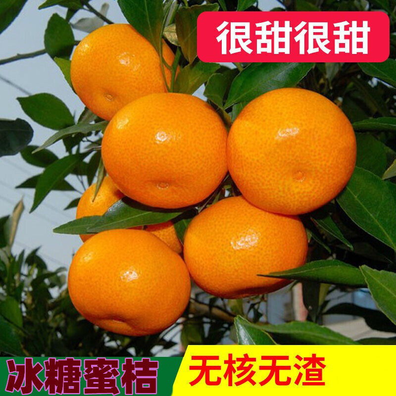 【爆甜多汁】现摘无籽蜜橘黄皮冰糖桔子新鲜水果无核蜜桔砂糖桔