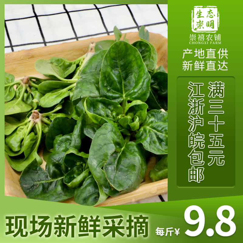 上海崇明特产小菠菜圆叶矮脚菠菜红根 江浙沪顺丰包邮到家