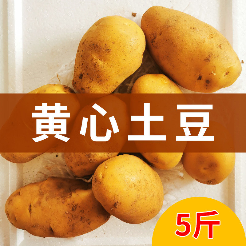 黄心大土豆洋蕃芋易存储蔬菜5斤崇明江浙沪德邦包邮到家