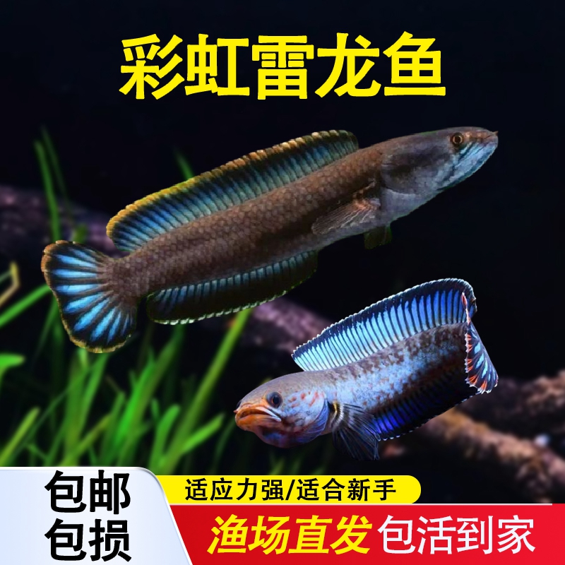 雷龙鱼观赏鱼互动性强渔场直发