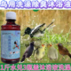 鸟用画眉鹦鹉八哥备用驱虫洗澡水电解质肠炎啄羽症