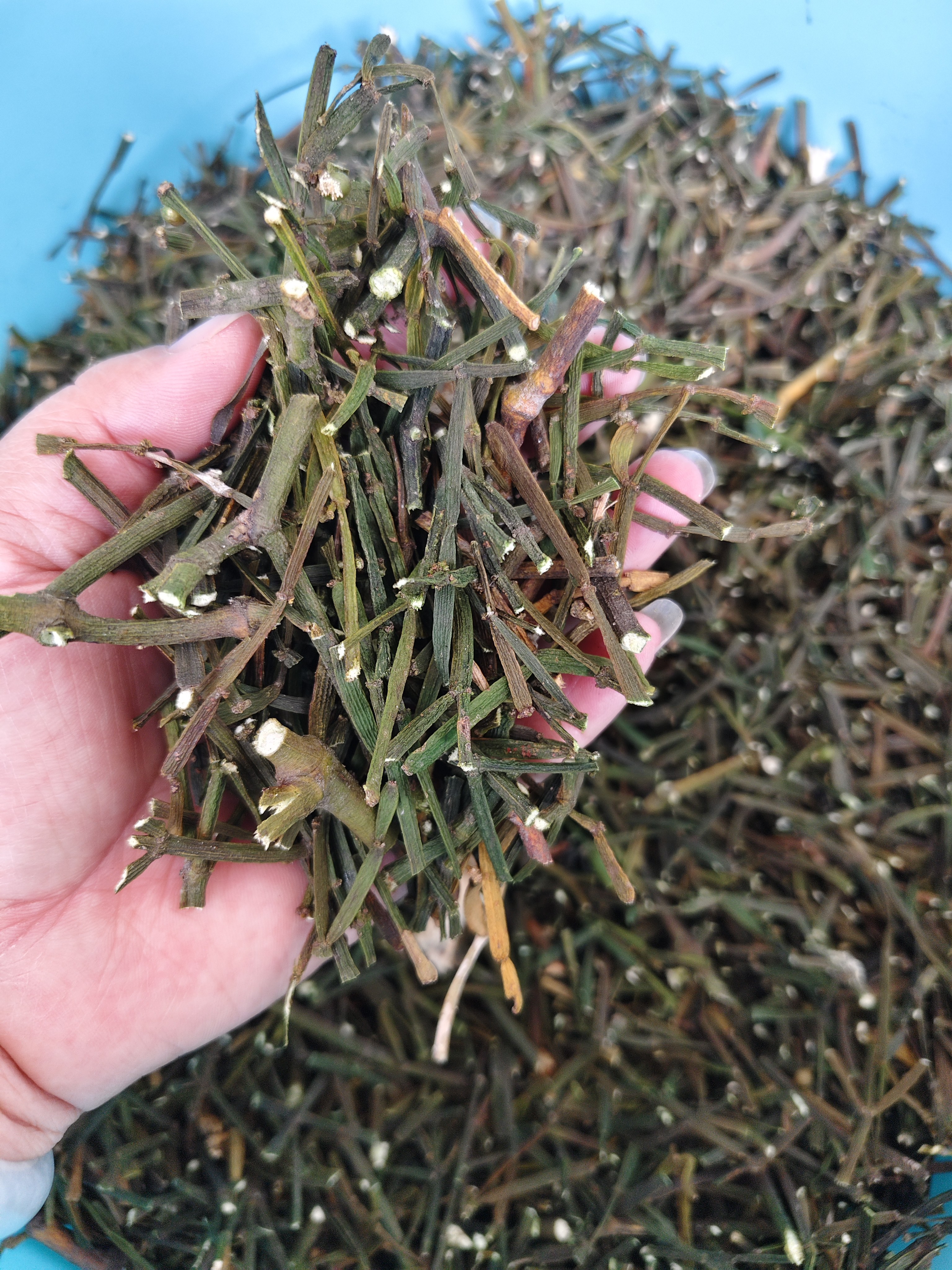 老树寄生茶螃蟹脚螃蟹夹茶香槲寄生槲寄生古树寄生茶包邮