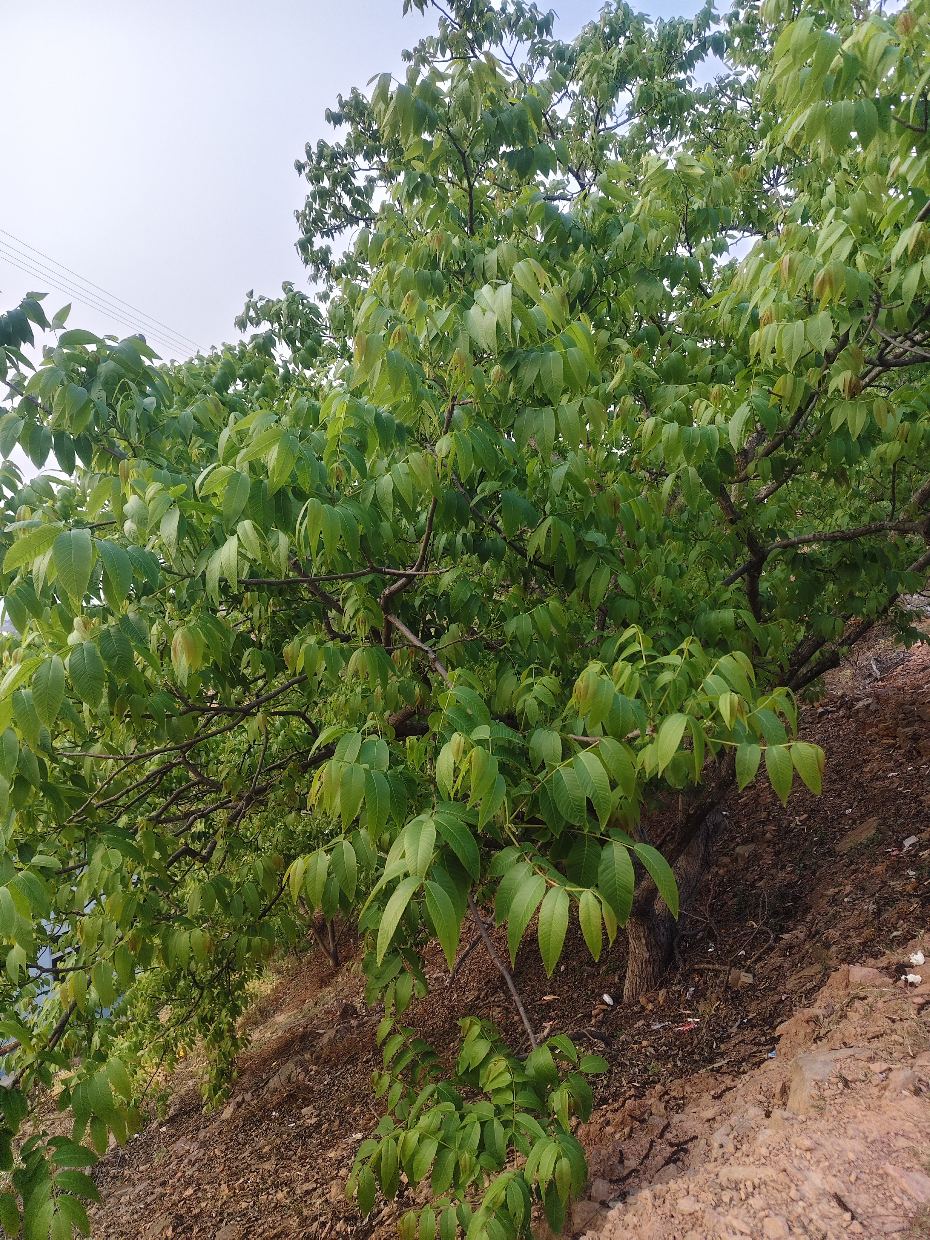 新鲜核桃叶深山老树纯天然核桃叶现采当季青核桃叶子清香无污染