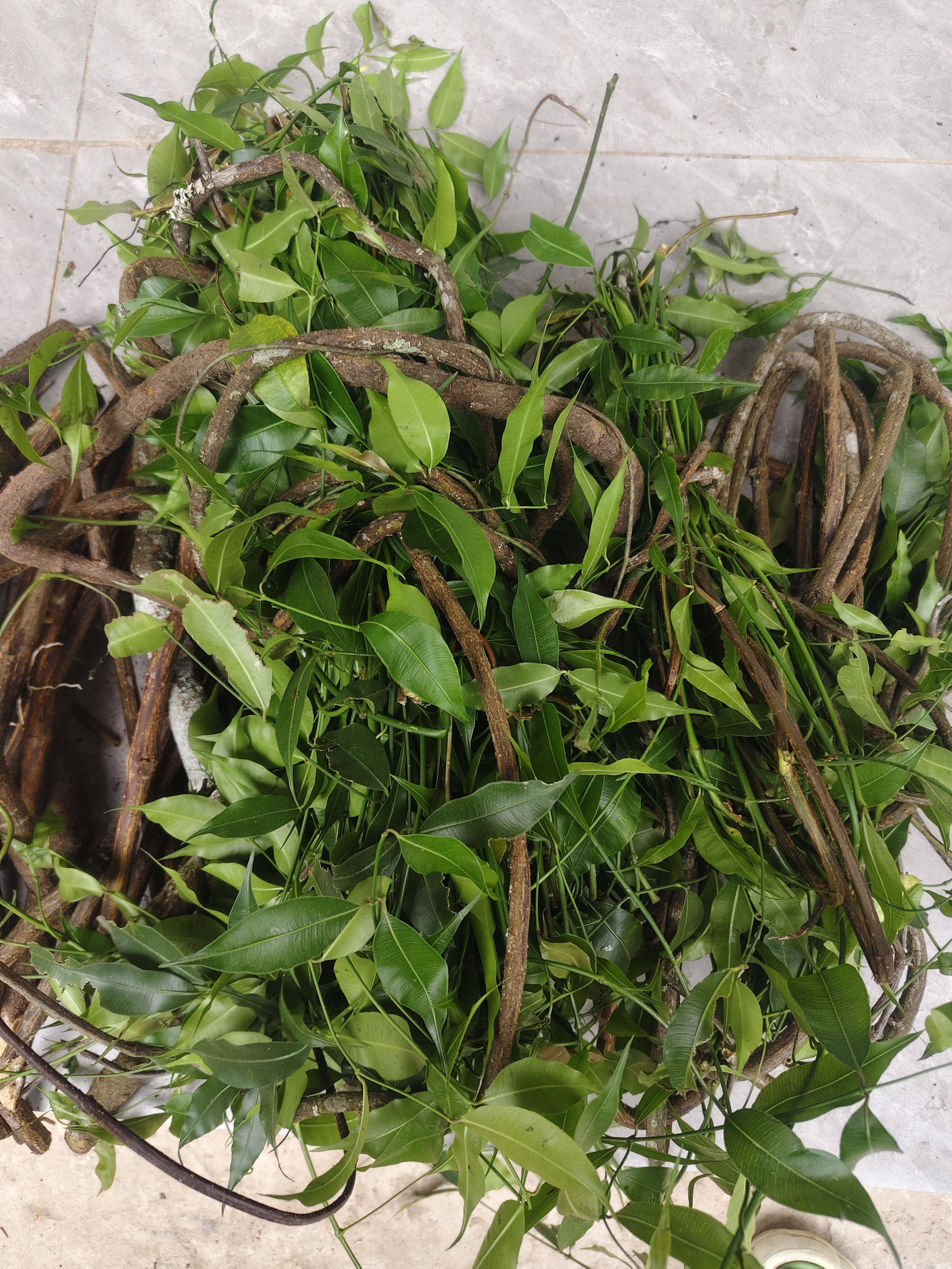 黑骨藤 中药材500克包邮 黑龙骨 云南黑骨藤 泡澡用中药材