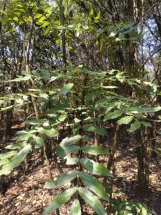 正品十大功劳木无硫中药材功劳木野生土黄连根黄藤刺黄柏刺