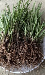 云南新鲜仙茅 独脚仙茅 地棕苗 独茅根 新鲜仙茅全草包邮500克