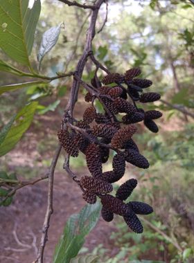 桤木果实水冬瓜果水杨子五陪子水青风果干花圣诞藤圈花环diy材料