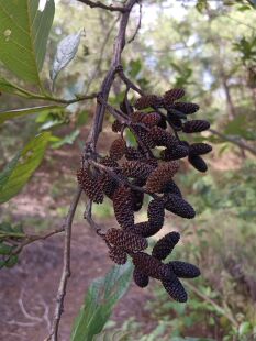 桤木果实水冬瓜果水杨子五陪子水青风果干花圣诞藤圈花环diy材料