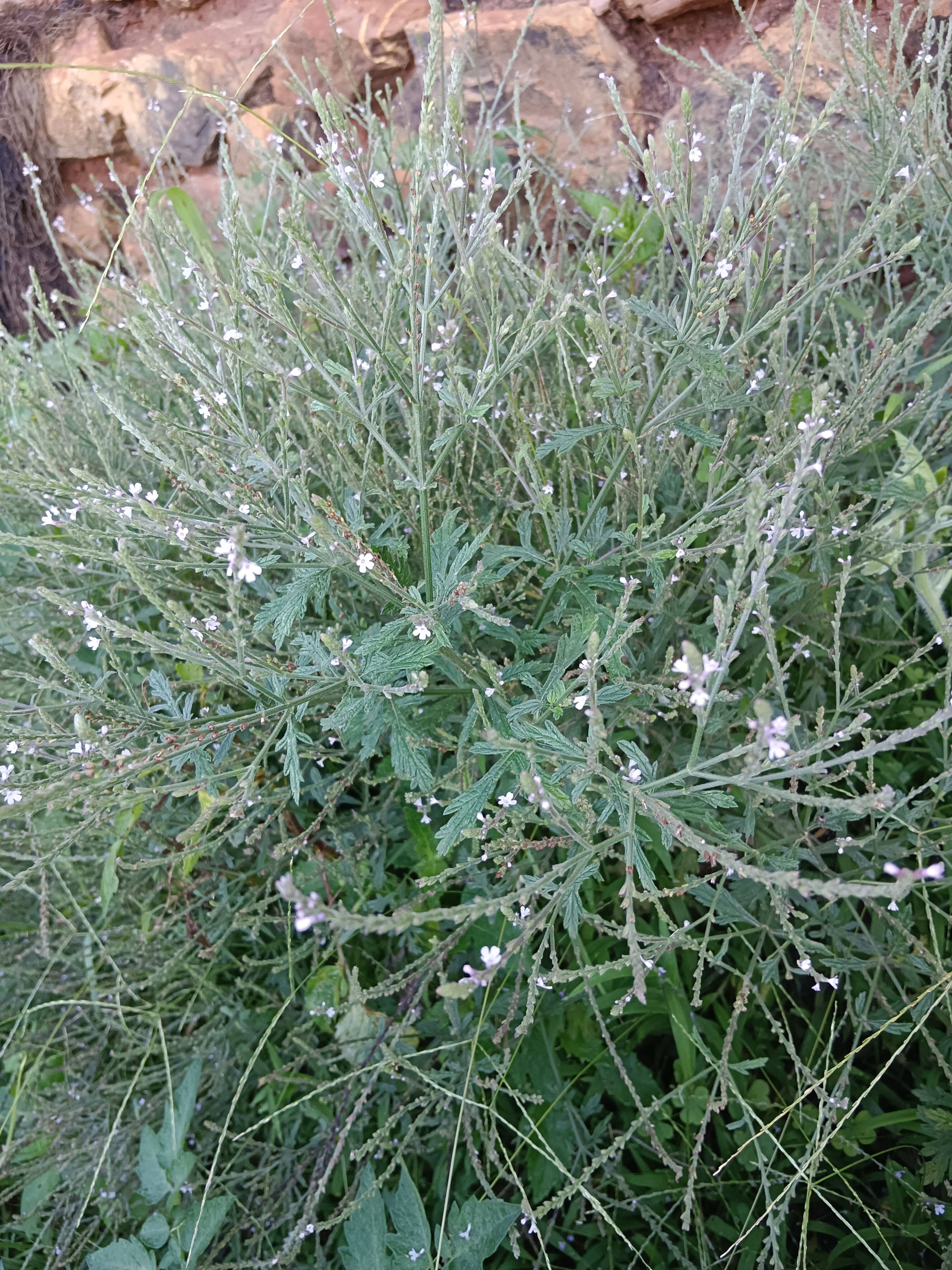 云南新鲜马鞭草马鞭草茶 退血草蜻蜓草马鞭稍马鞭草新鲜包邮500克