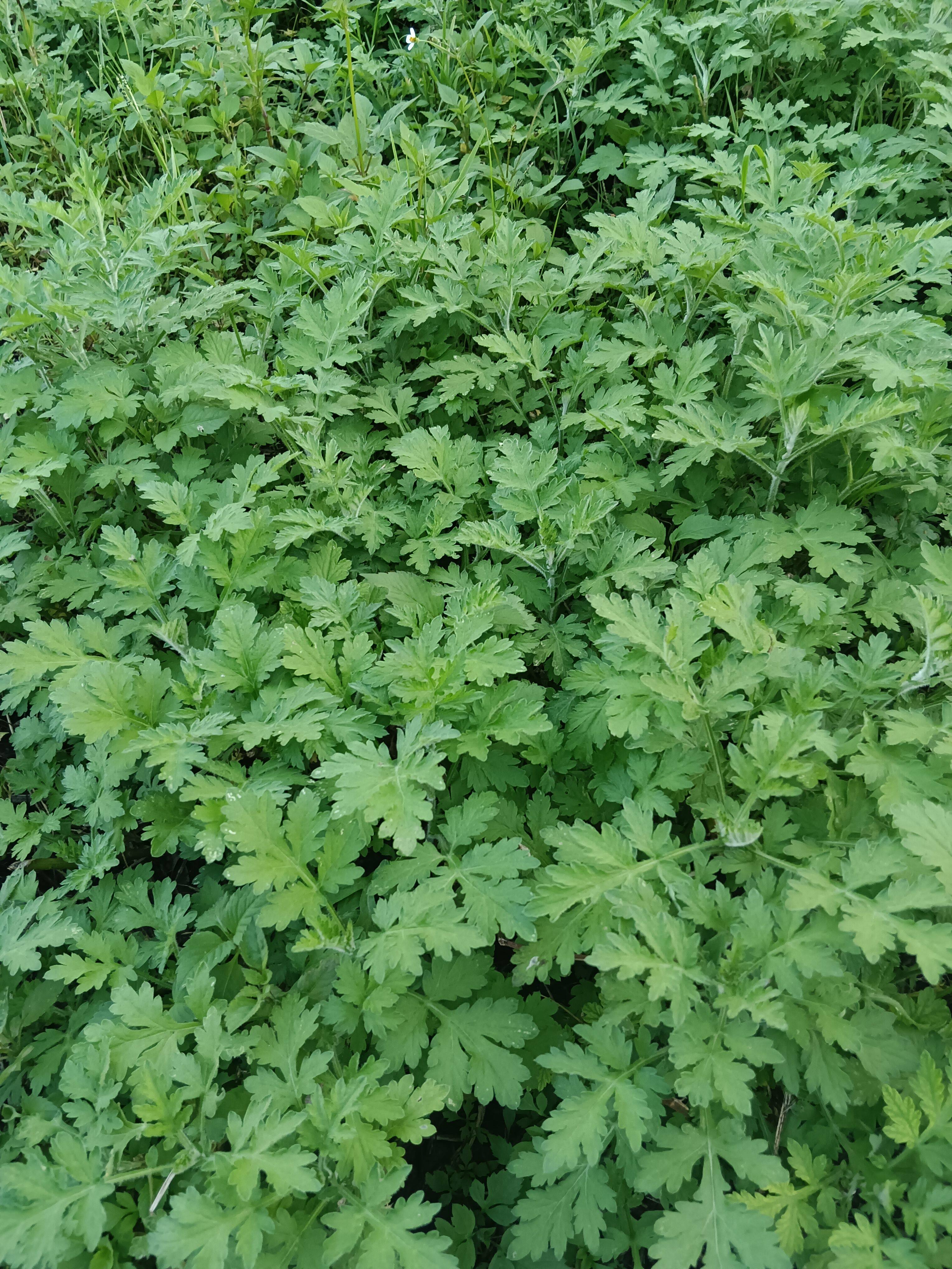 茵陈蒿纯野生新鲜现采野蒿子枝条带叶新鲜野蒿子根青蒿伤口止血