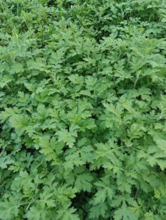 茵陈蒿纯野生新鲜现采野蒿子枝条带叶新鲜野蒿子根青蒿伤口止血