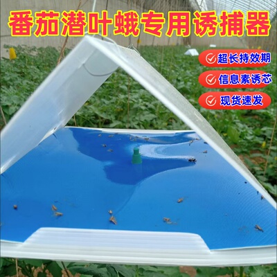 西红柿潜叶蛾诱芯诱捕器