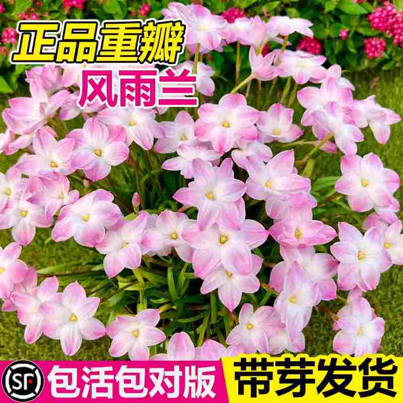 重瓣风雨兰种球韭菜兰水仙花葱兰绿化庭院阳台盆栽花卉耐寒四季开