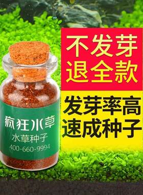 真水草套餐装饰水植物淡水种四人季懒造景草生鱼缸淡水淡水水籽籽