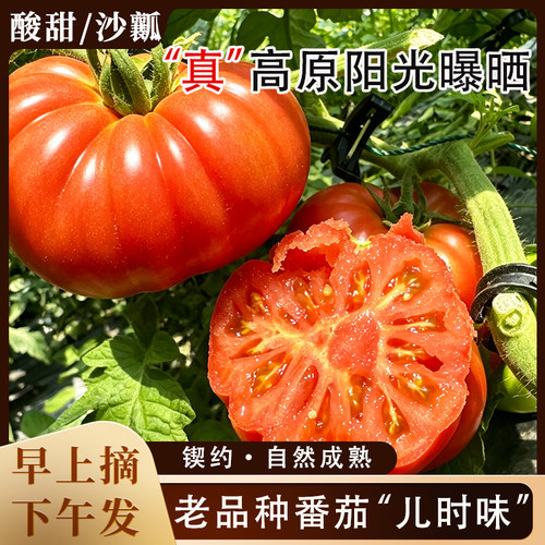 云南高原老品种马蹄番茄新鲜