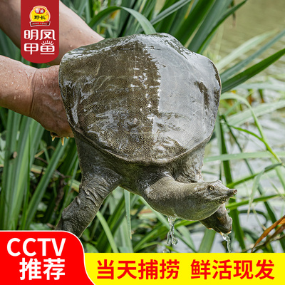 明凤野长老甲鱼3980型1600g以上
