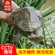 明凤野长老甲鱼19800型3000g以上