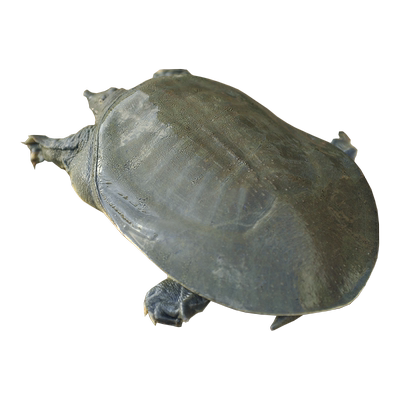 明凤原板甲鱼5A1.4-2.0原板鳖700g以上