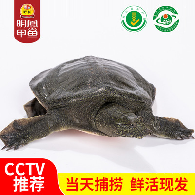明凤马蹄甲鱼马蹄鳖300-450母鳖350g以上