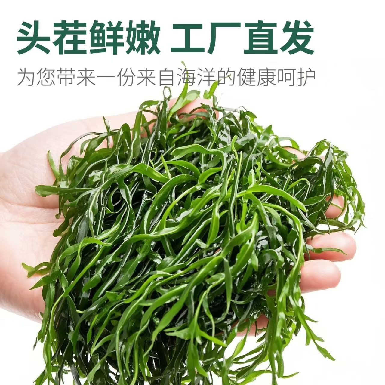 鞭炮笋海笋长寿菜凉拌菜海草藻菜火锅食材鞭泡笋盐渍马尾藻羊栖菜