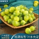 梦想青甜二号绿色小番茄口感酸甜多汁圣女果当季 新鲜水果现摘现发