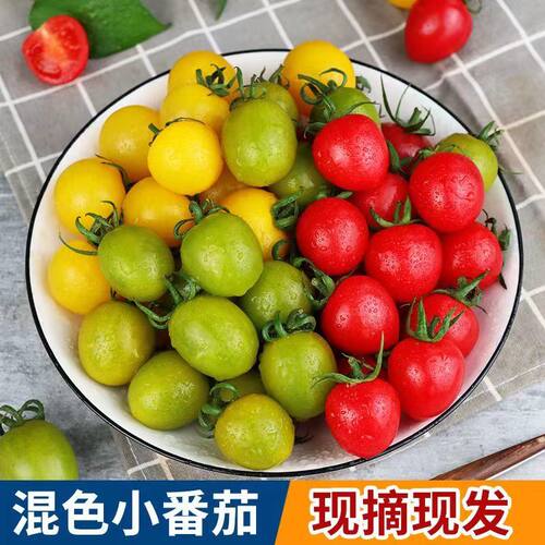 圣女果彩色小番茄3色组合