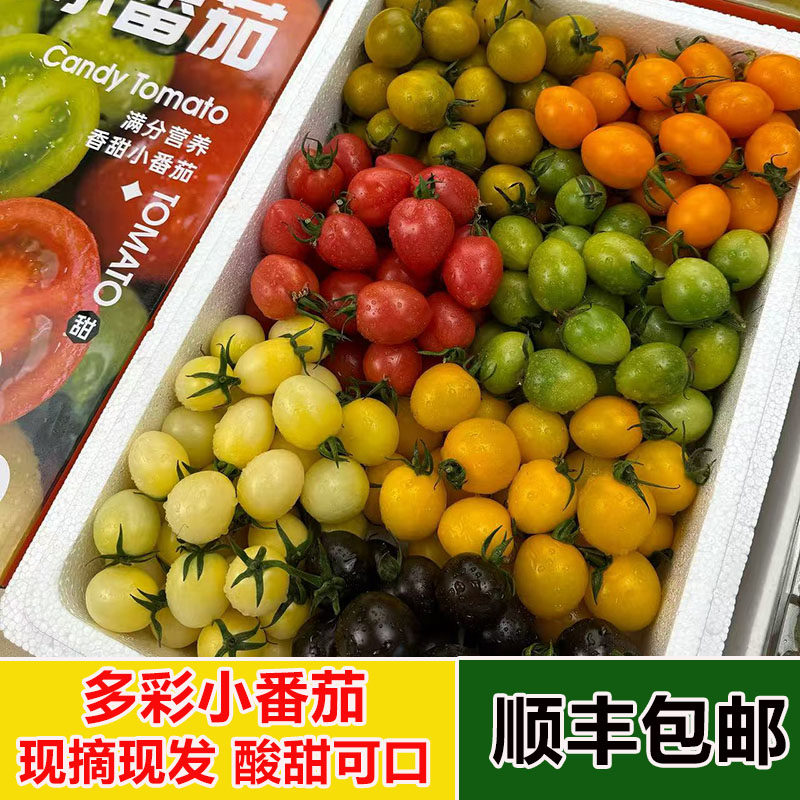 彩色小番茄圣女果西红柿新鲜水果蔬菜混合装多彩生吃零食现摘现发