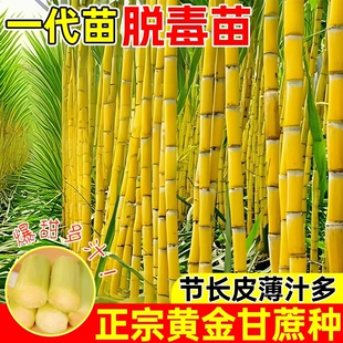 广西黑皮甘蔗苗种苗紫皮红皮新鲜水果甘蔗种南北可种盆栽庭院种植