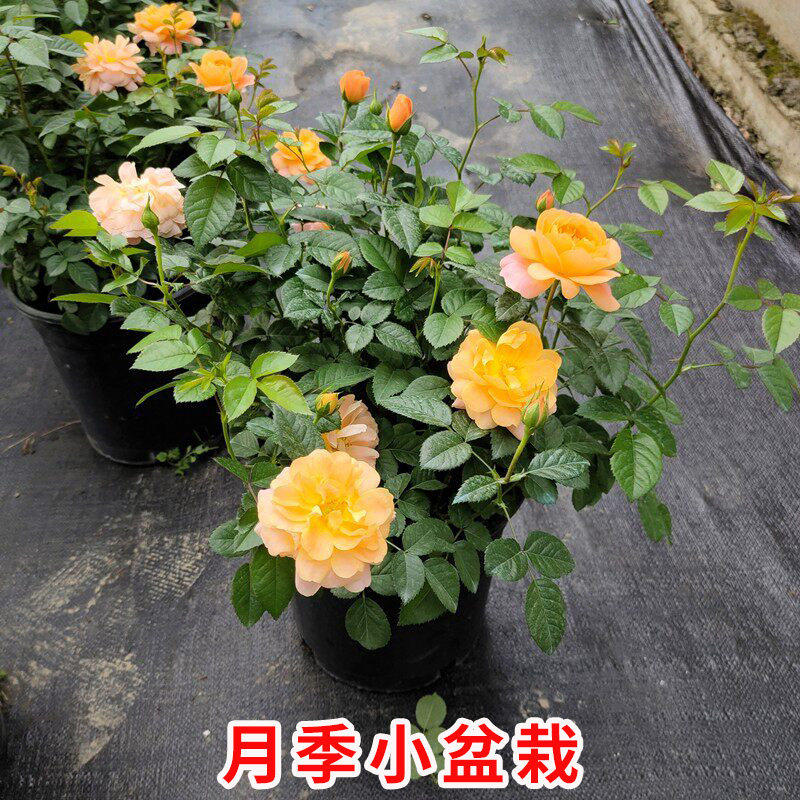 欧月花苗果汁阳台盆栽地栽月季花带花苞浓香玫瑰庭院阳台种植花卉